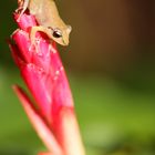 Glasfrosch, Costa Rica