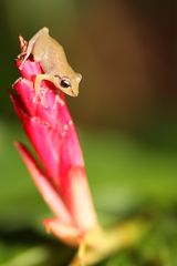 Glasfrosch, Costa Rica