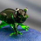 Glasfrosch Makro