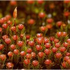 Glashaar-Widertonmoos - Polytrichum piliferum