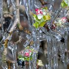 glasierte Apfelblüten