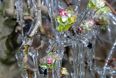 glasierte Apfelblüten