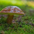 "Glasierter" Pilz