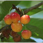 Glaskirschen sind reif für die Ernte