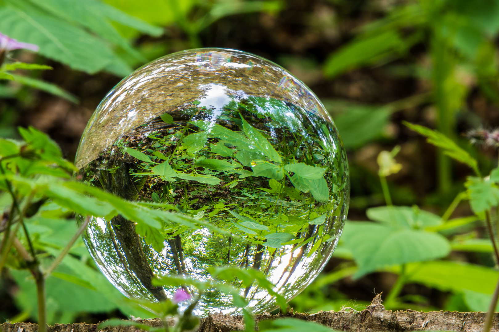 Glaskugel Foto & Bild abstraktes, strukturen, natur