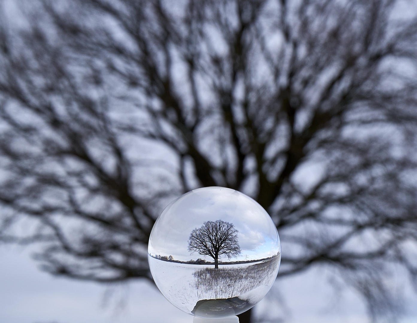 Glaskugel Baum