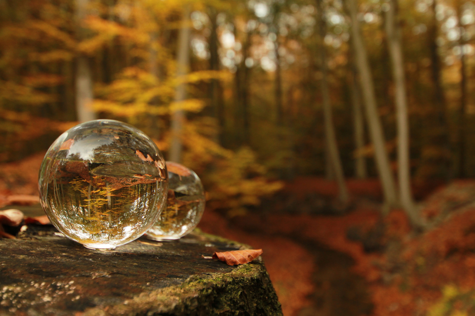 Glaskugel im Herbst