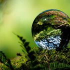 Glaskugel im Wald