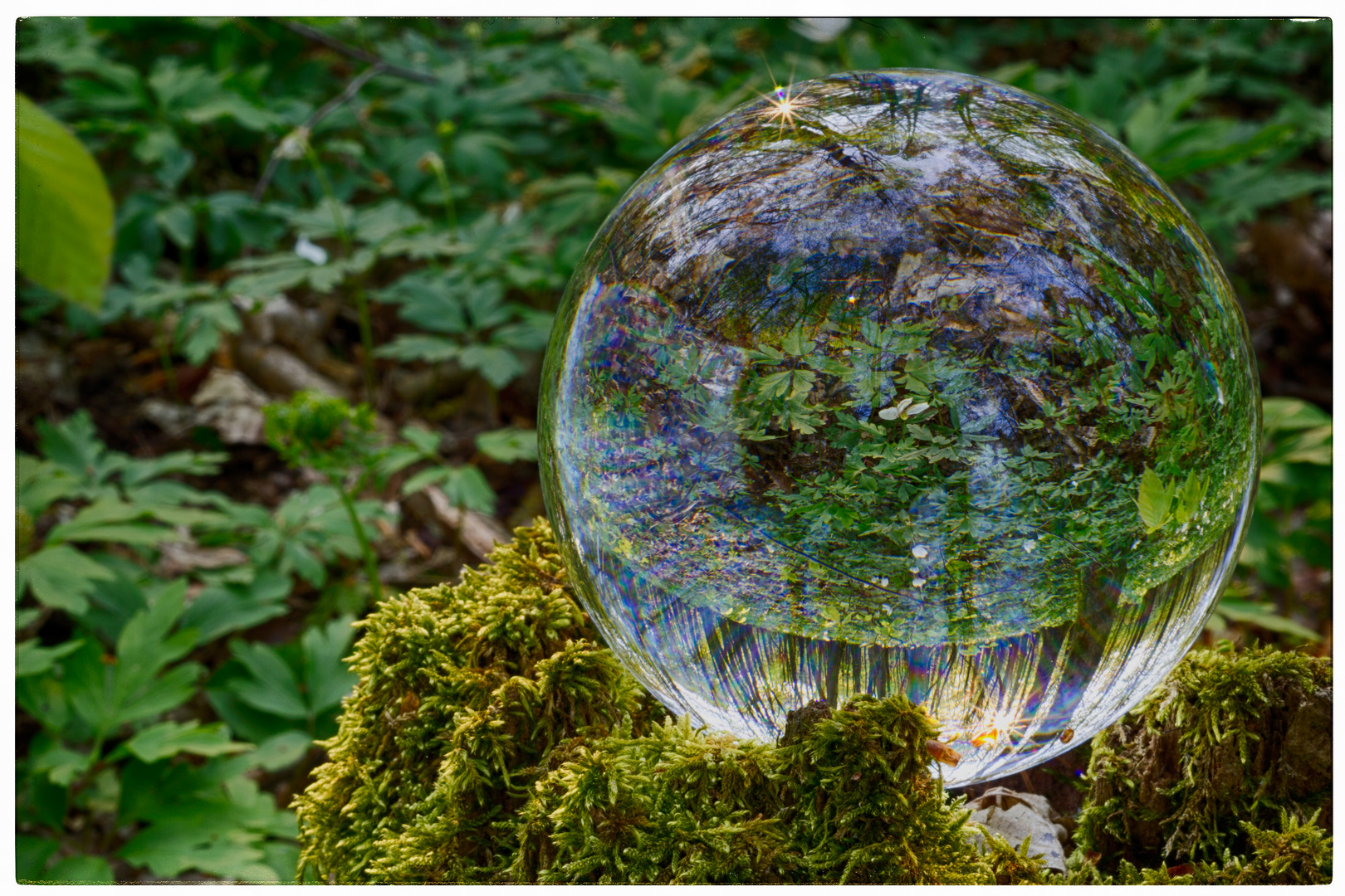 Glaskugel im Wald