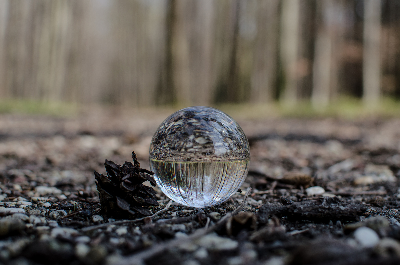 Glaskugel im Wald