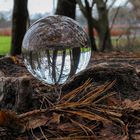 Glaskugel in einer Baumwurzel