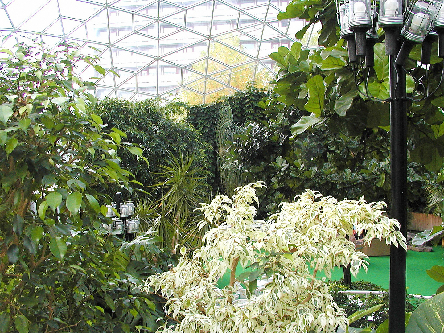 Glaskuppel der Rhönklinik mit mehreren Ficus u.a.Pflanzen