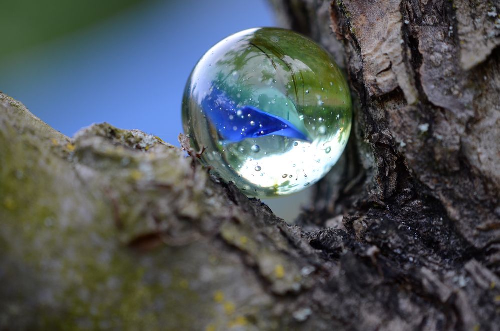 Glasmurmel am Baumstamm