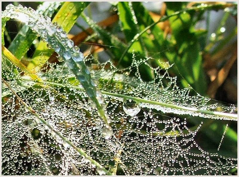 Glasperlen-Netz im Gras