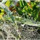 Glasperlen-Netz im Gras