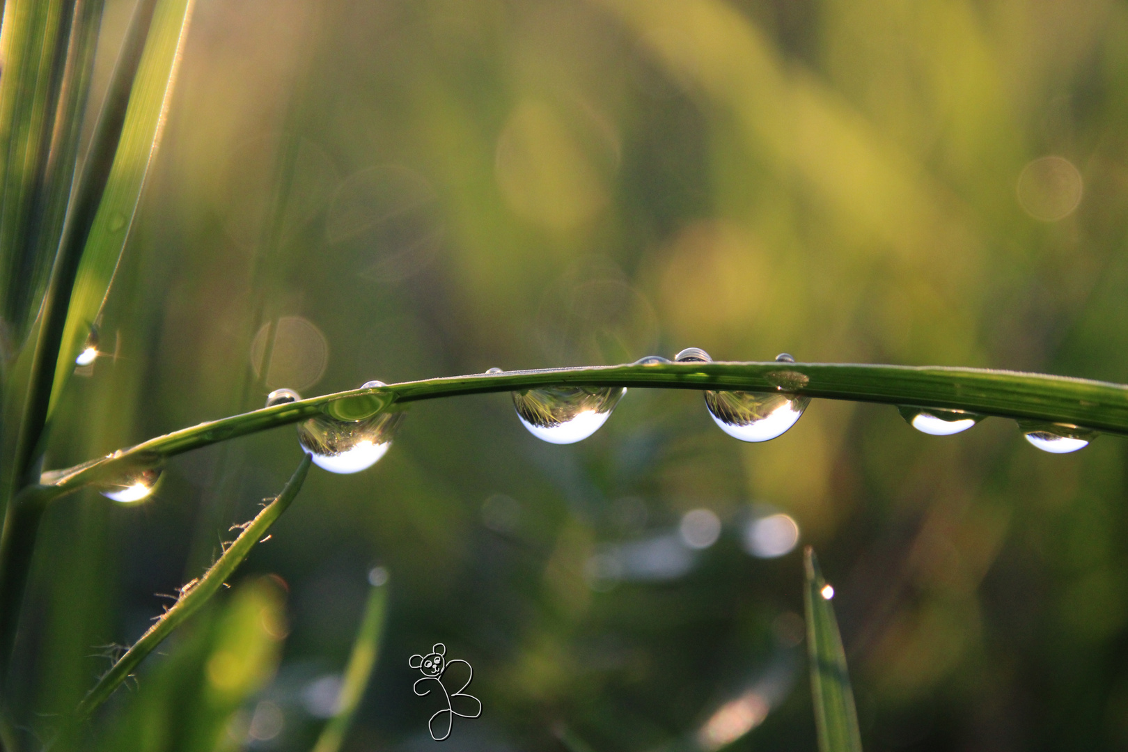 „Glasperlenspiel“ nach dem Regen 