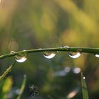 „Glasperlenspiel“ nach dem Regen 