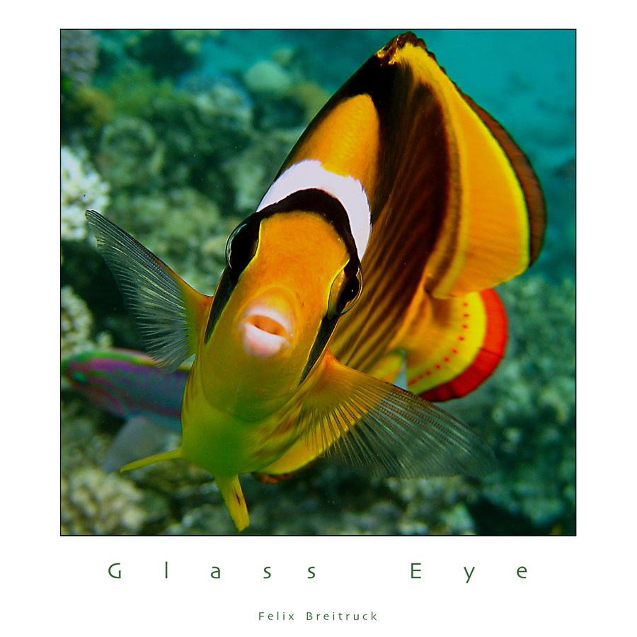 Glass Eye