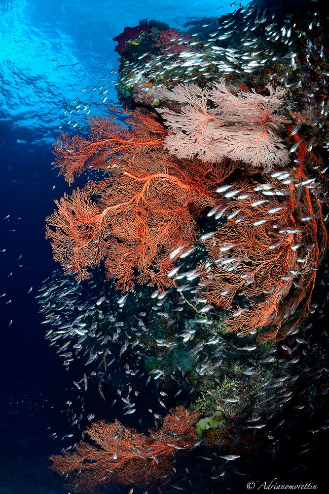 glass fish vortex