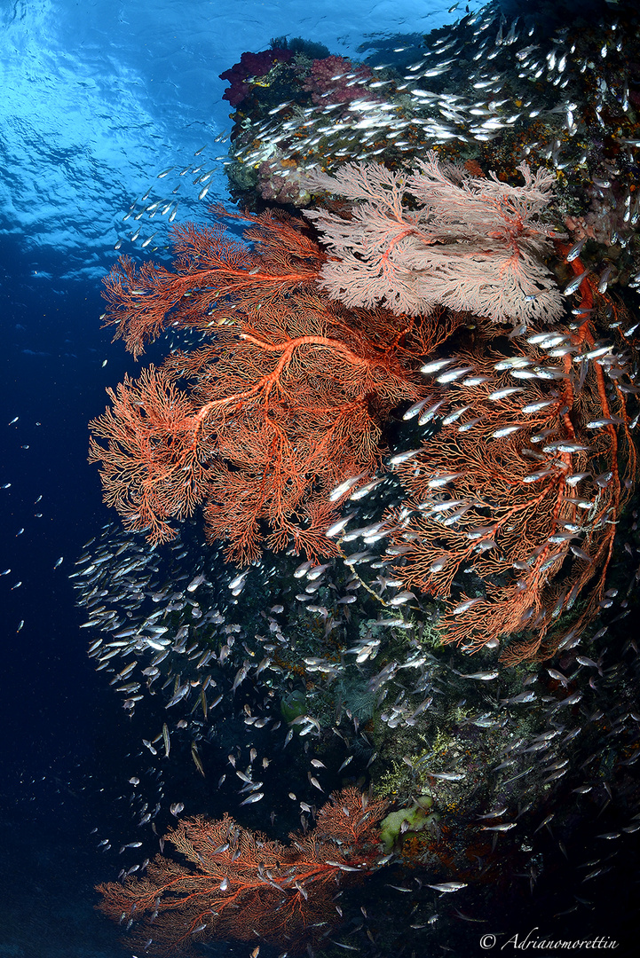 glass fish vortex