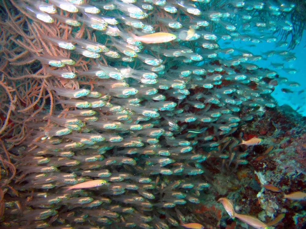 Glass Fishes - Maldive 2007