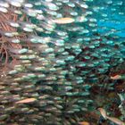 Glass Fishes - Maldive 2007