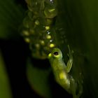 Glass frog Costa Rica 07/09