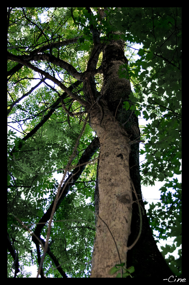 glass in the trees