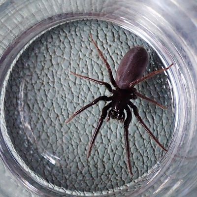 glass iologie domestique