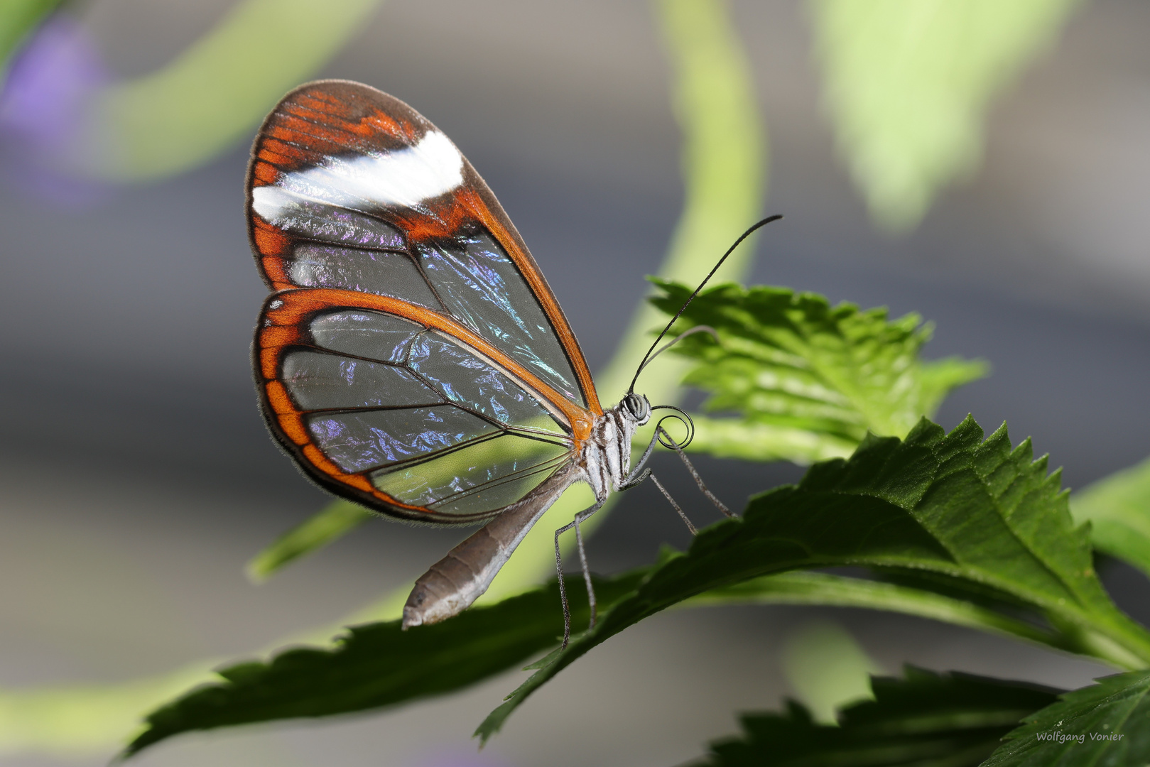 Glasschmetterling-Greta Oto