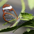 Glasschmetterling-Greta Oto