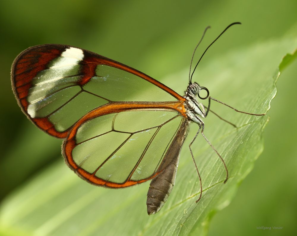 Glasschmetterling Greta oto  I