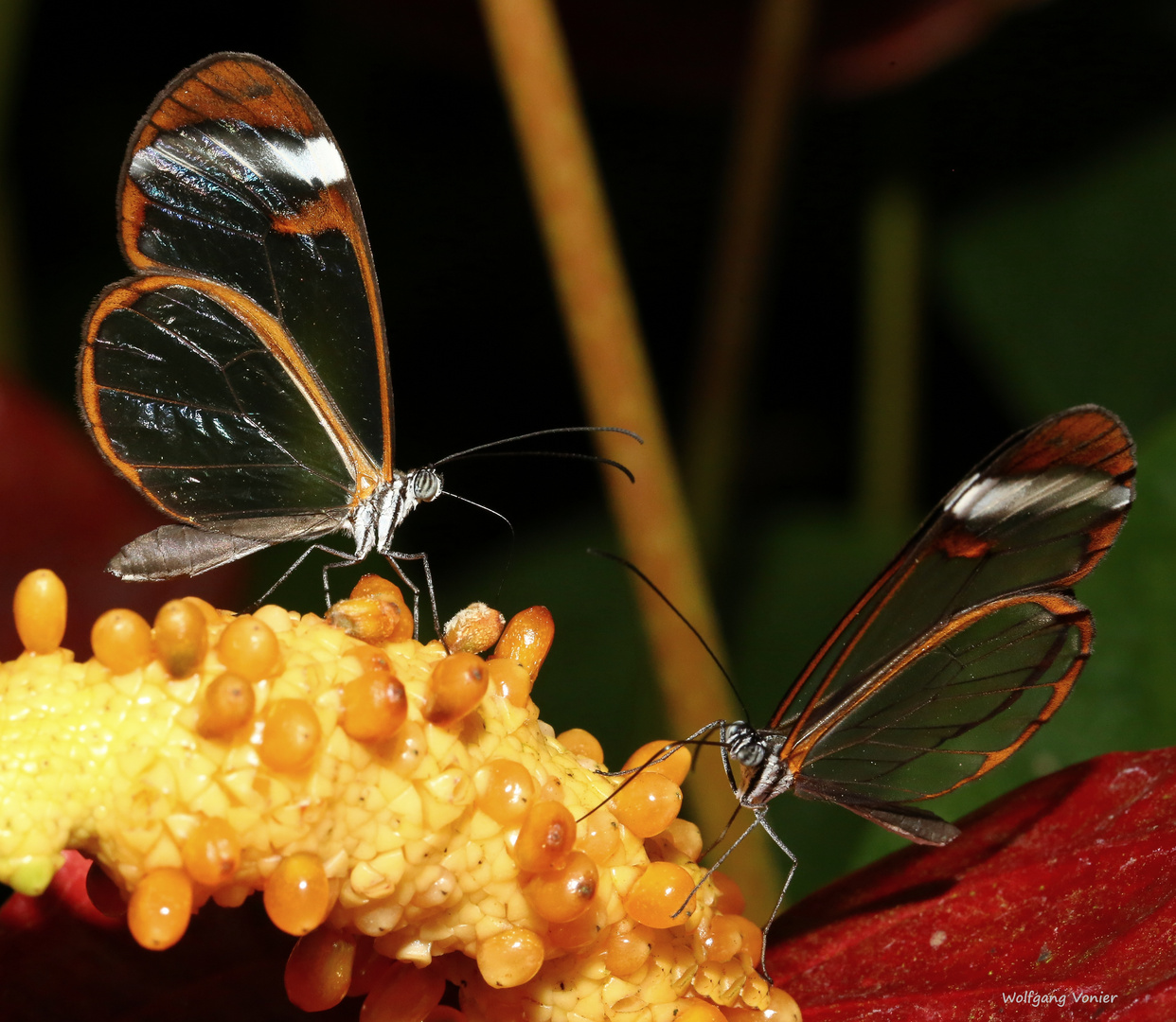 Glasschmetterlinge (Greta Oto) auf einem Blütenstengel der Flamingoblume