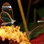 Glasschmetterlinge (Greta Oto) auf einem Blütenstengel der Flamingoblume