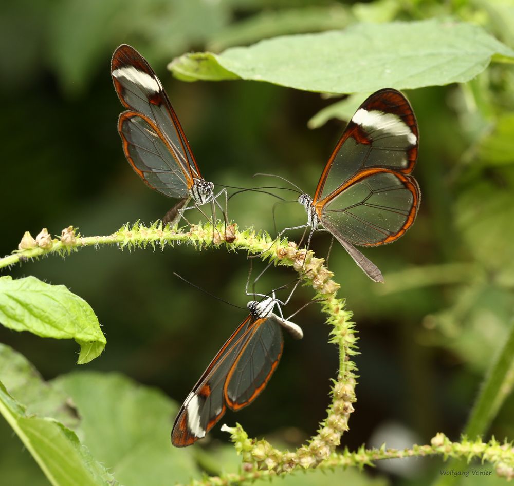 Glasschmetterlinge Greta oto