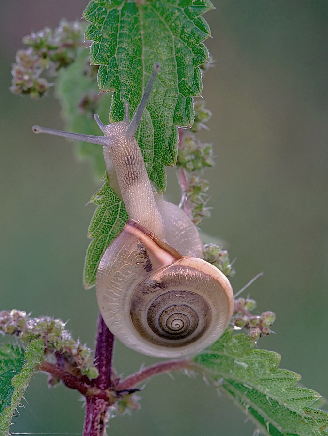 Glasschnecke (Vitrinidae)