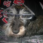 glasses dog