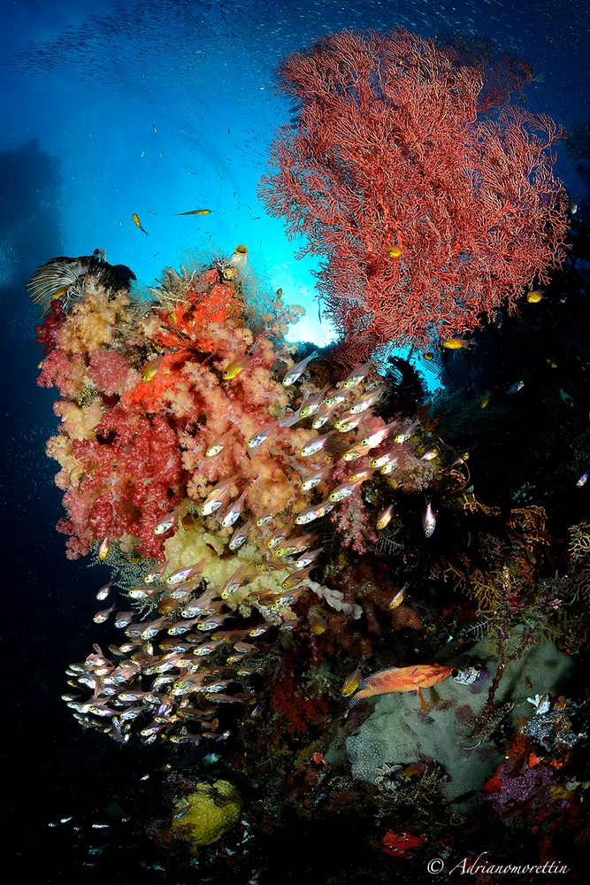 glassfish a Kaleidoscope Ridge