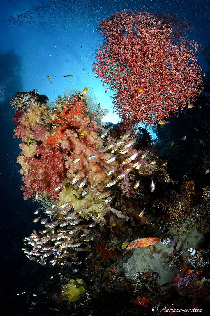 glassfish a Kaleidoscope Ridge