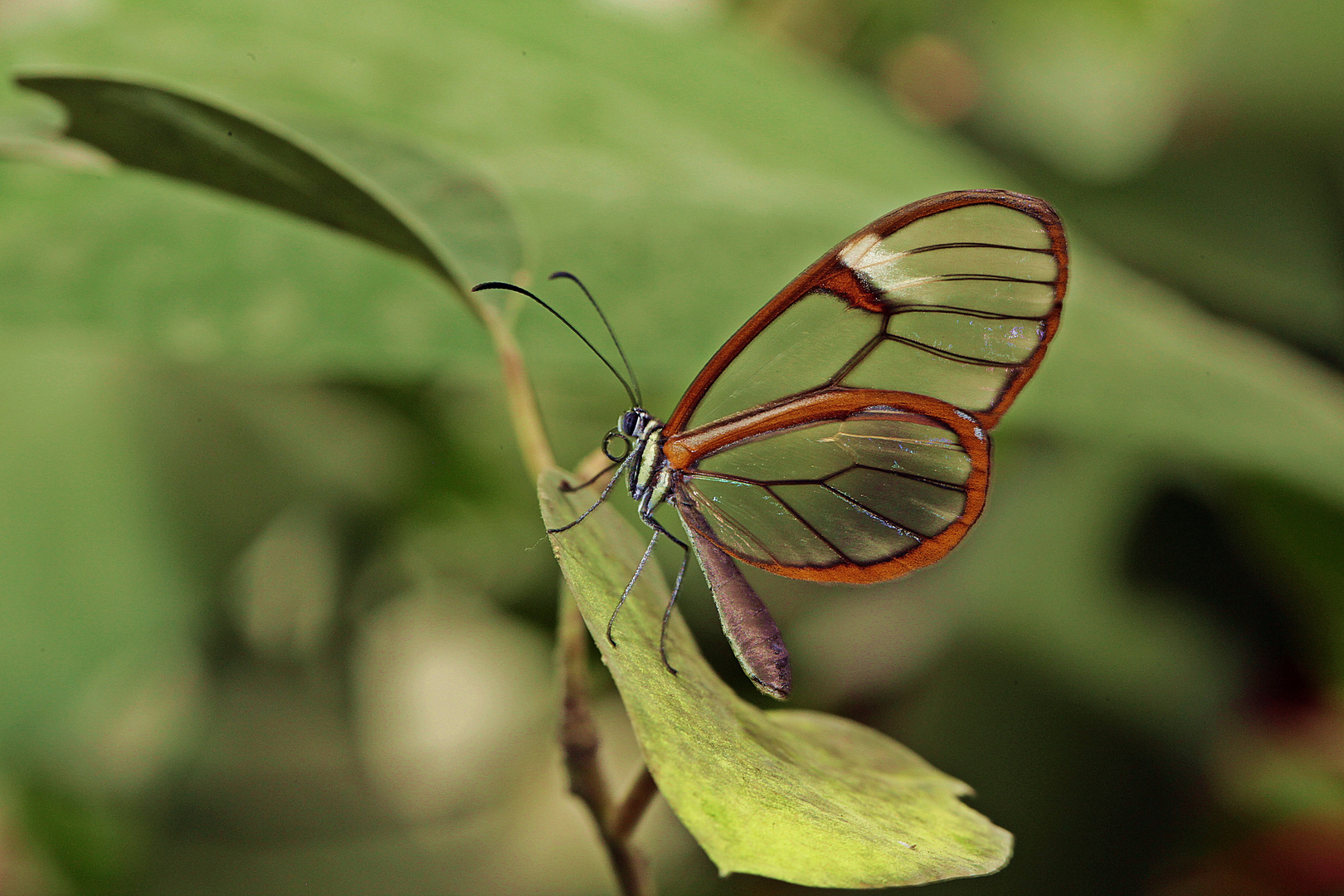 Glassfliegler