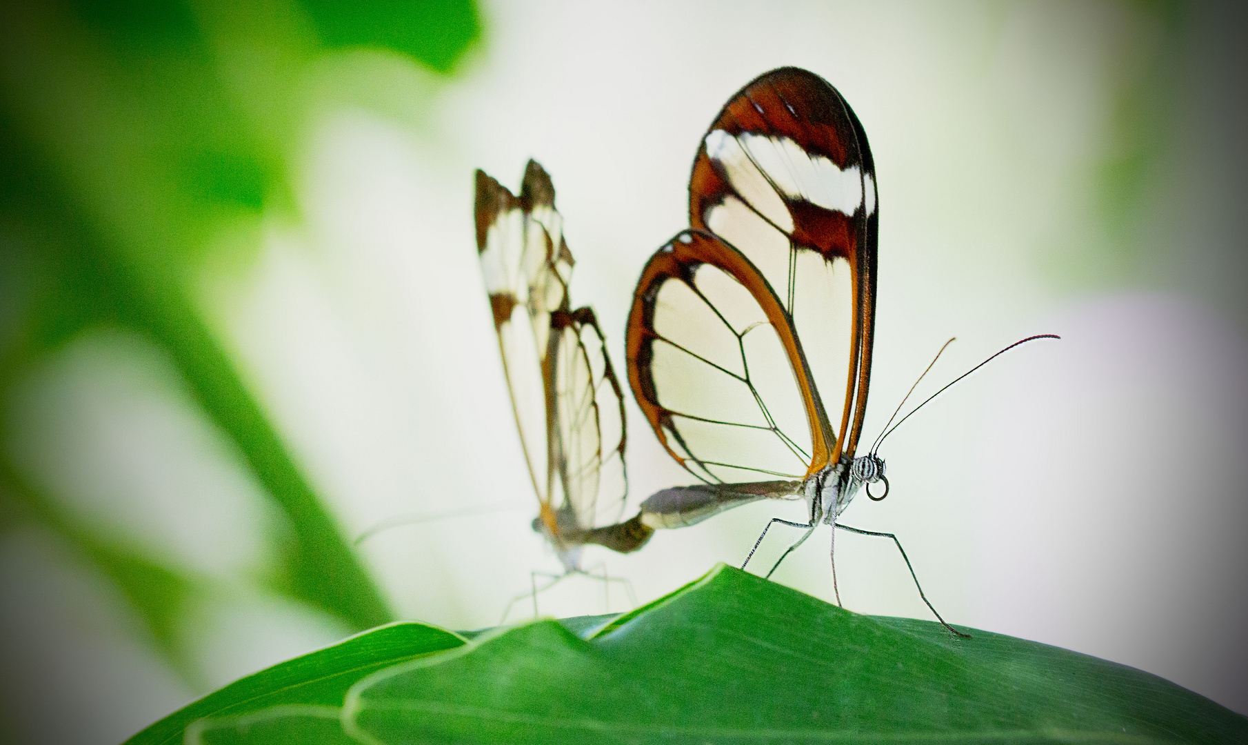 Glasswing