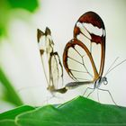 Glasswing