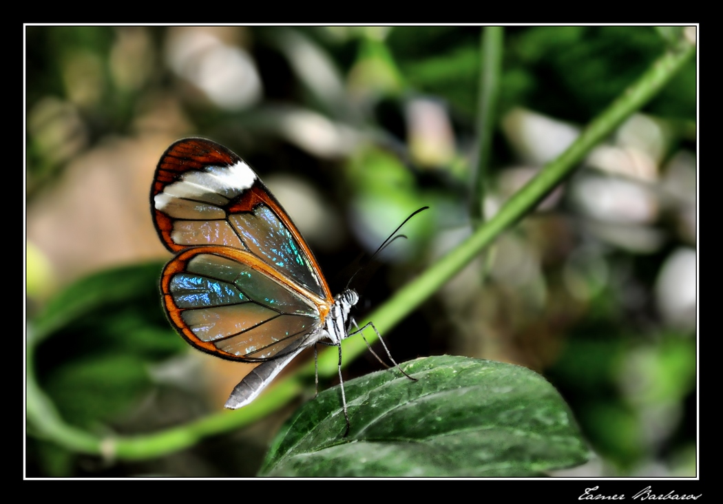 Glasswing