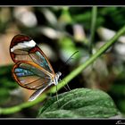 Glasswing