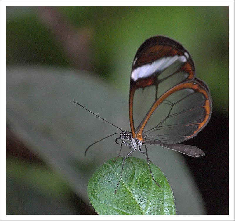 Glasswing Beauty