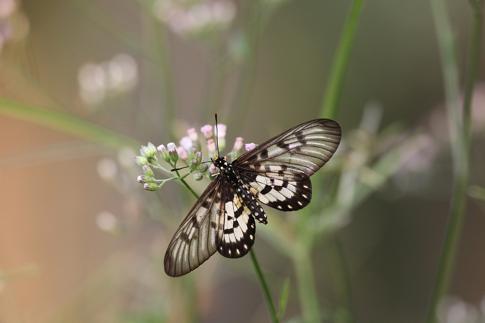 Glasswing Butterfly