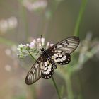 Glasswing Butterfly