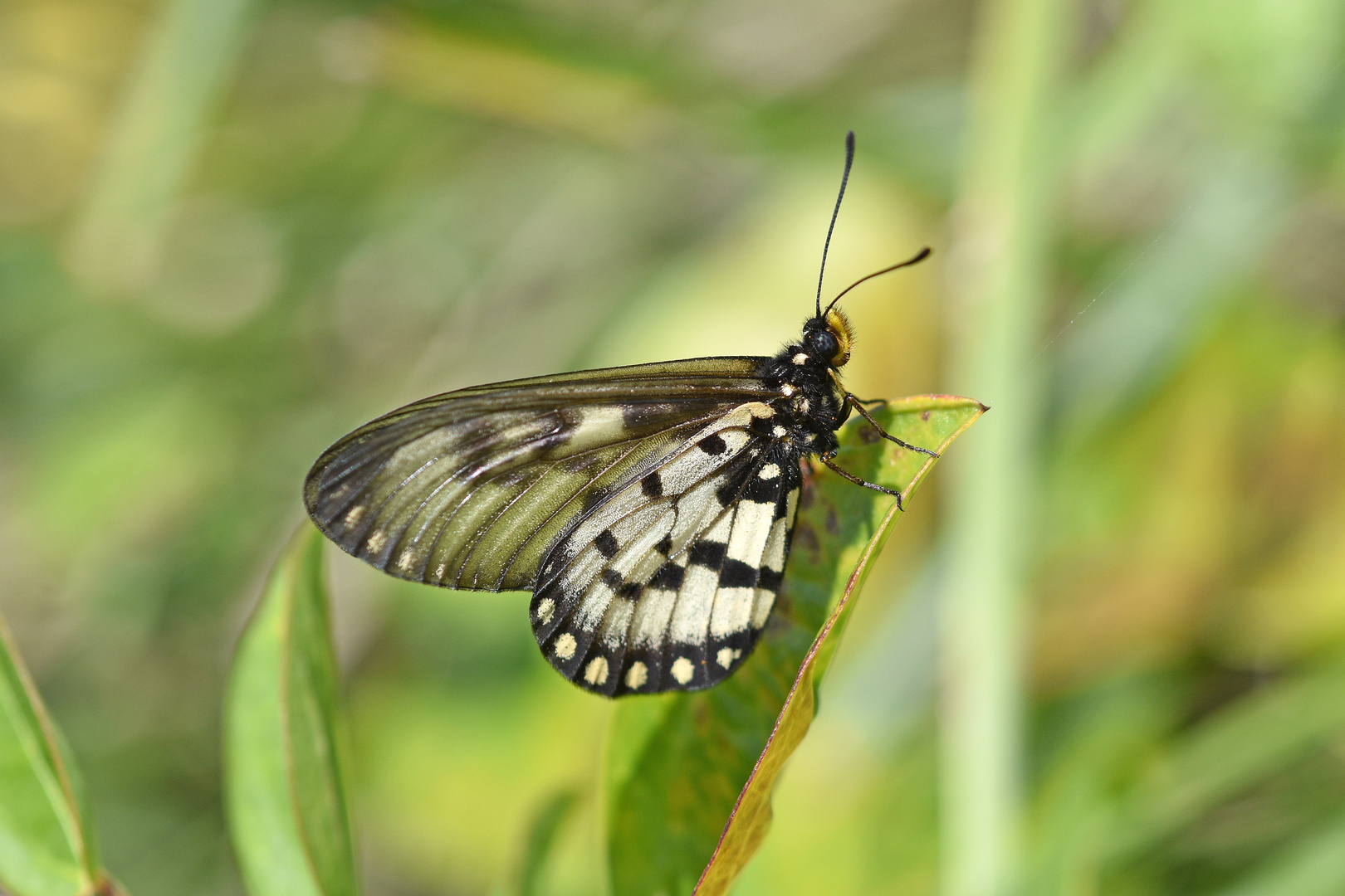 Glasswing Butterfly (Acraea andromacha)