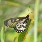 Glasswing Butterfly (Acraea andromacha)