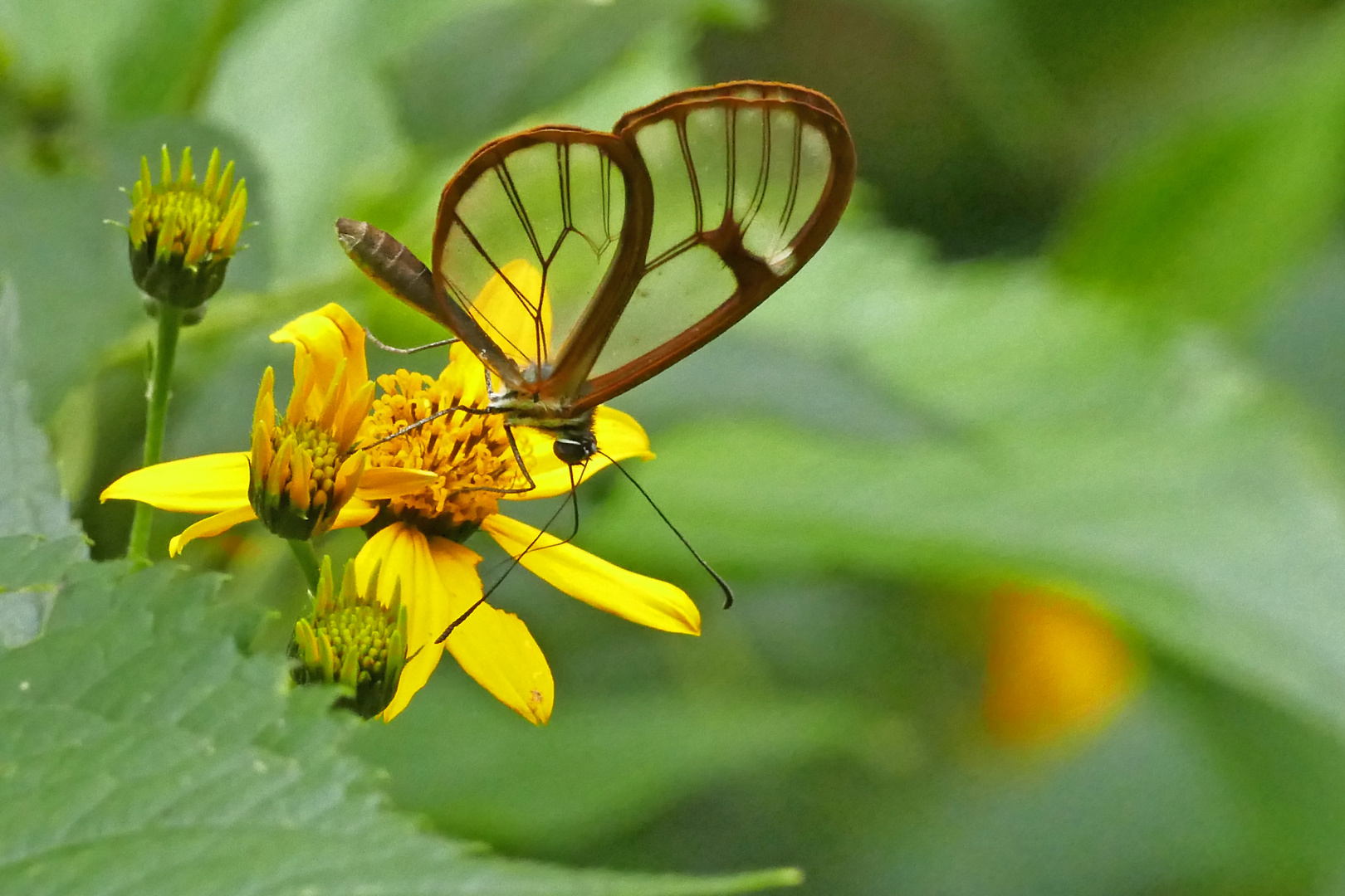 GLASSWING BUTTERFLY (Greta morgane)